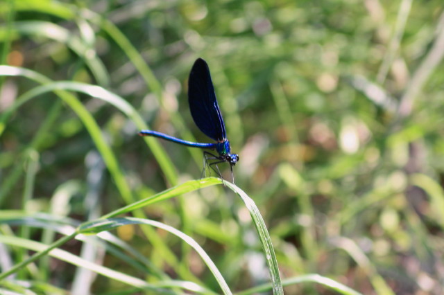 Calopteryx?